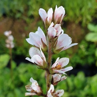 Francoa sonchifolia 'Alba'